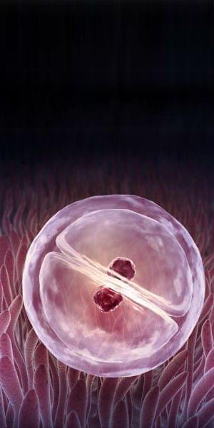 Embriogenesis