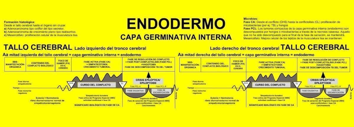 grafico-endodermo-NMG